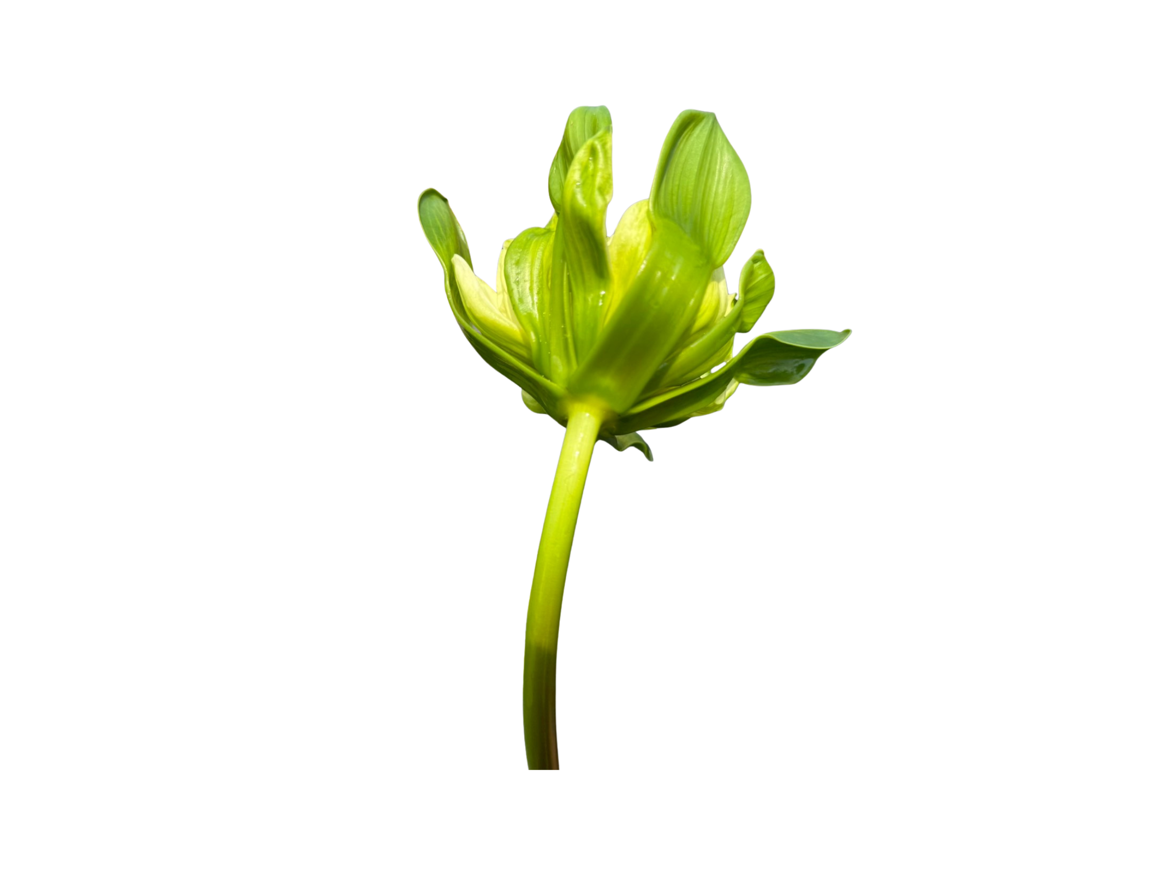 ก้านดอก-Nangkwaug-Leuang