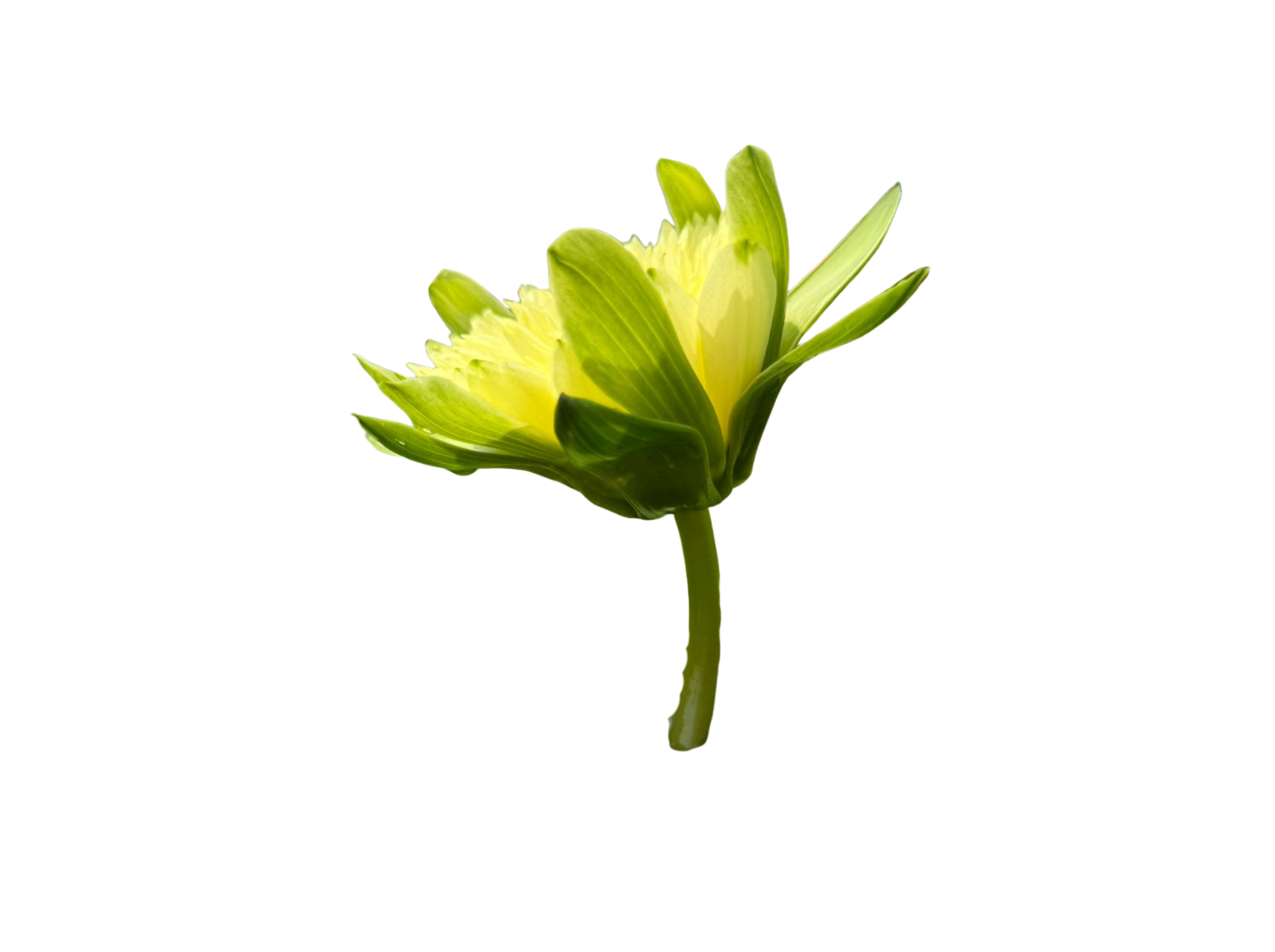 ก้านดอก-Leuang Butsarakham