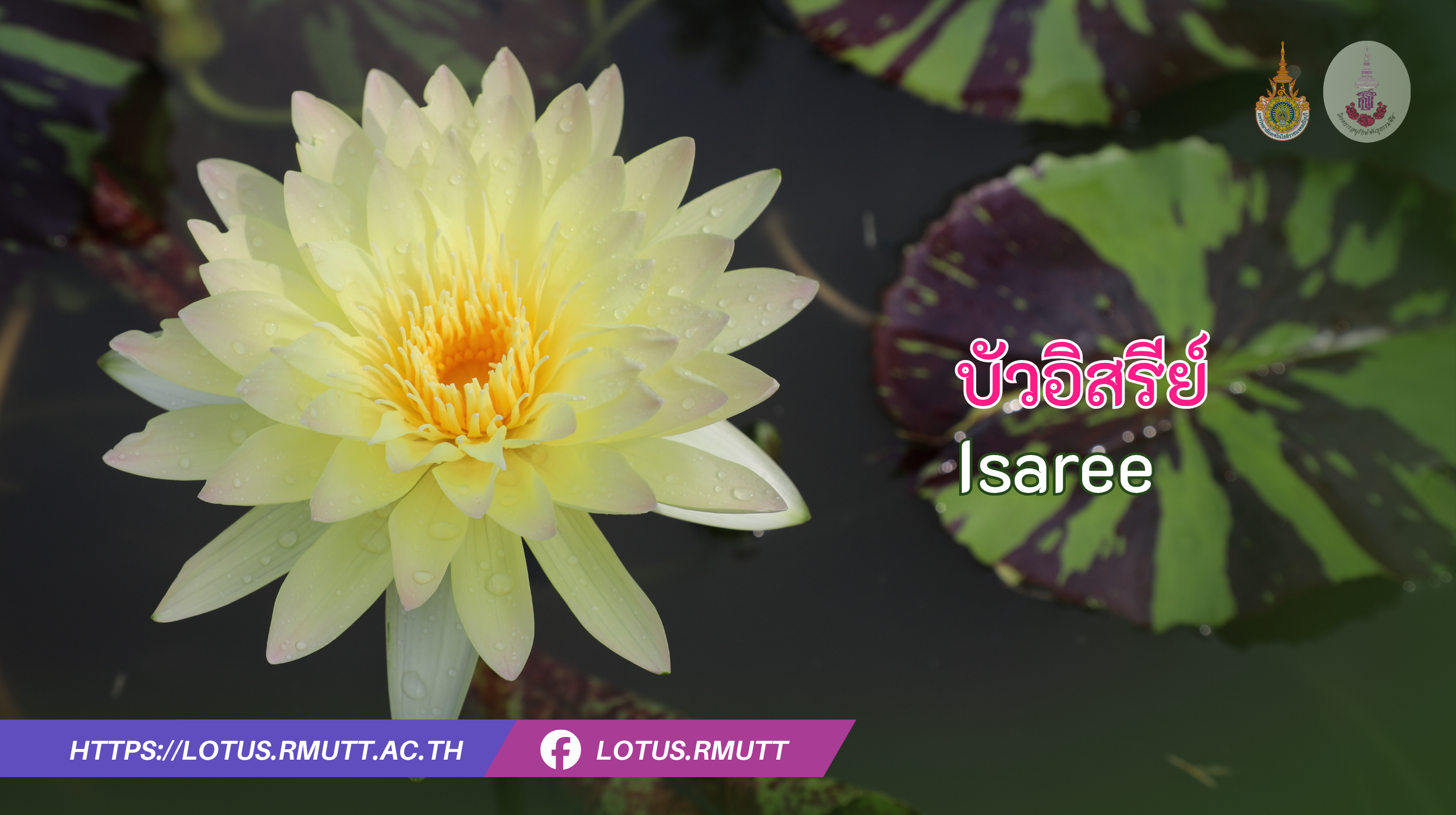 บัวอิสรีย์