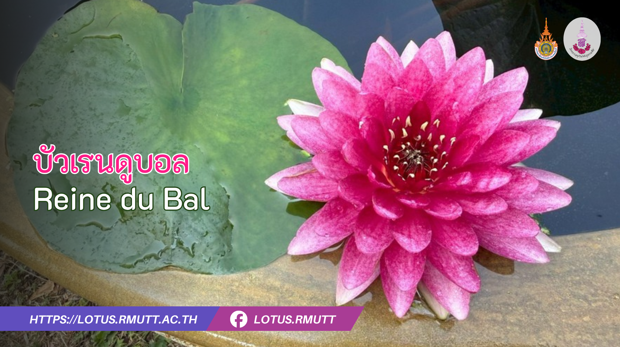 บัวเรนดูบอล