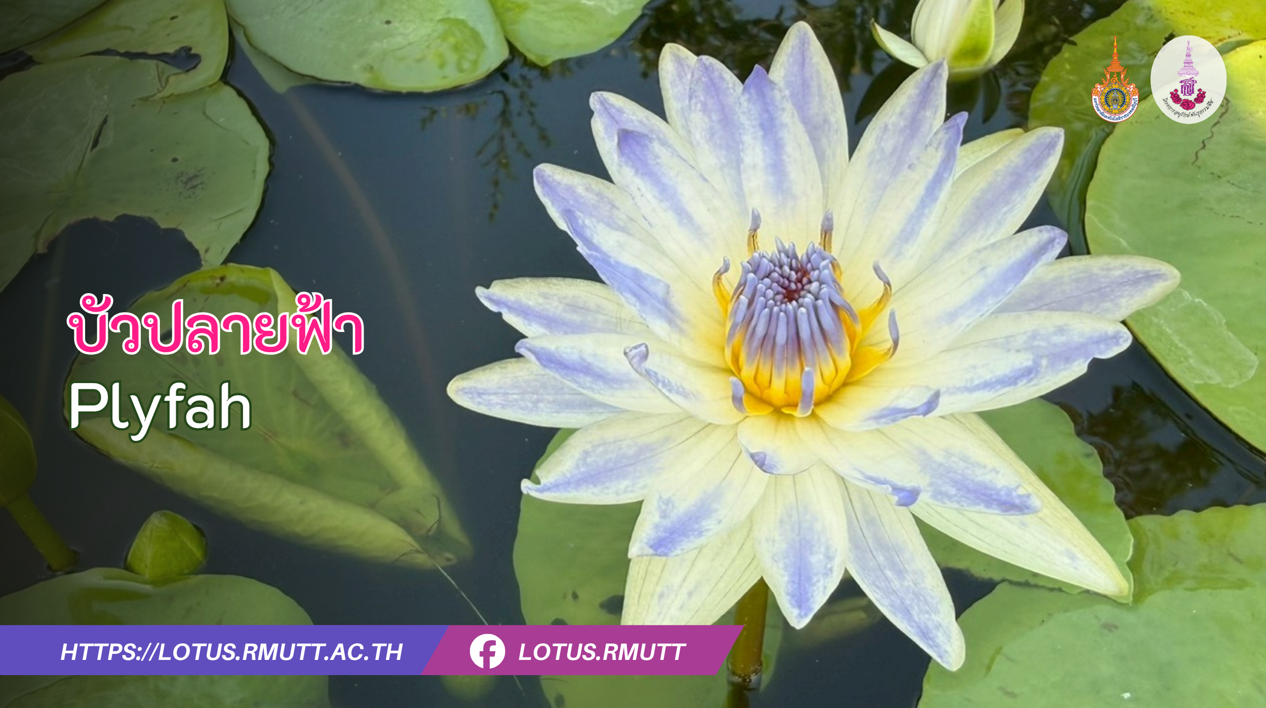 บัวปลายฟ้า