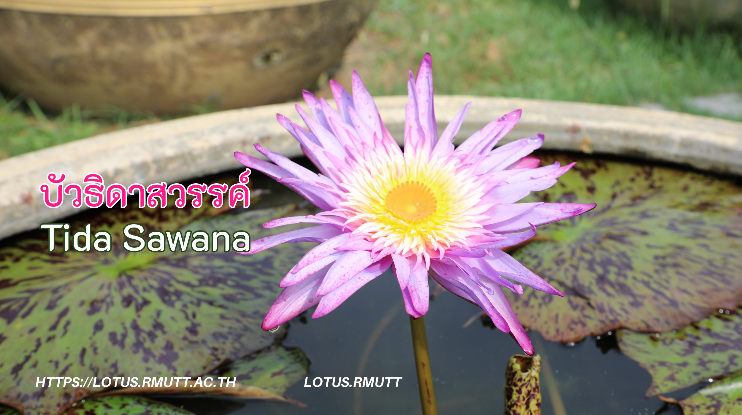 บัวธิดาสวรรค์