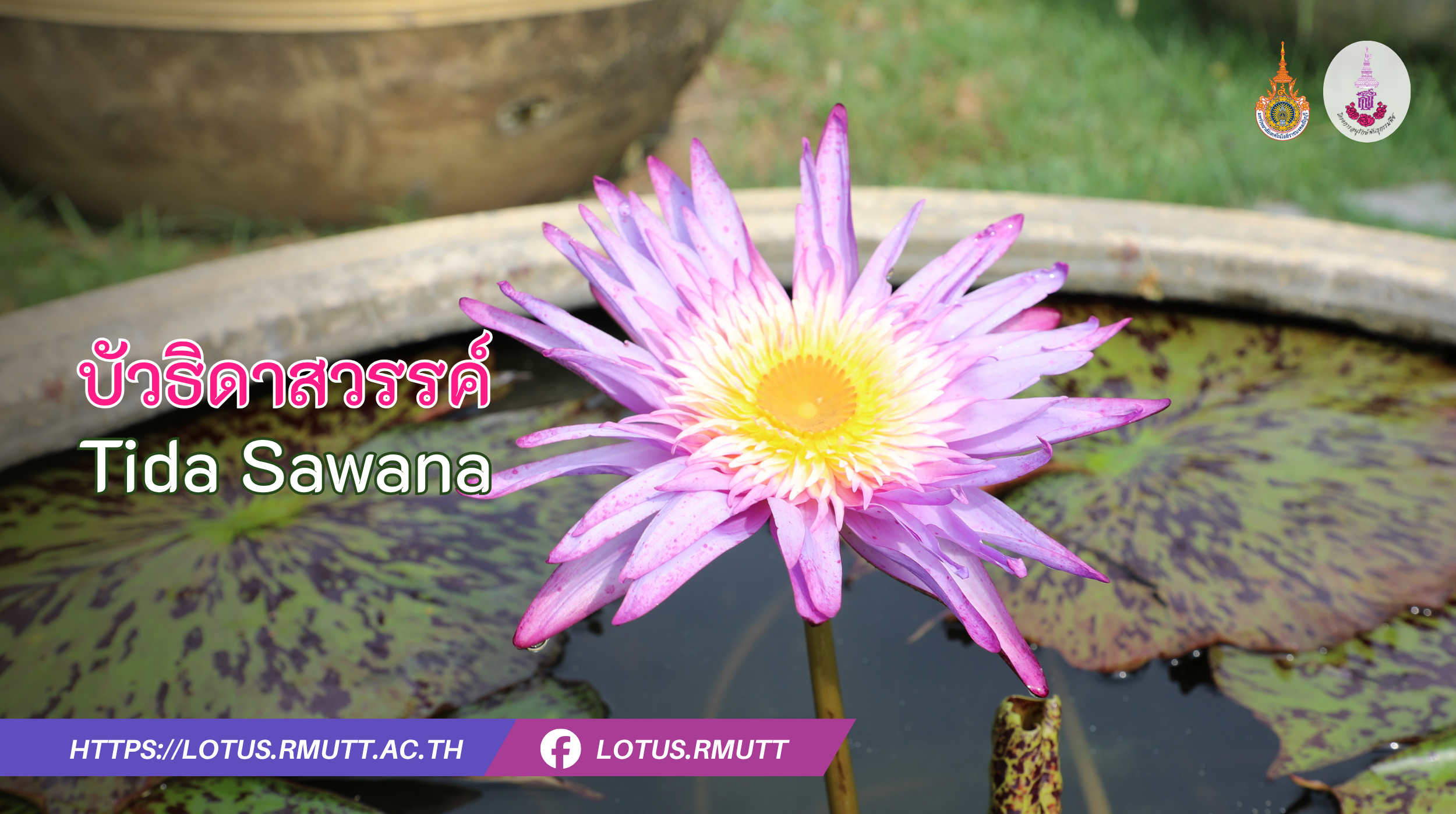 บัวธิดาสวรรค์