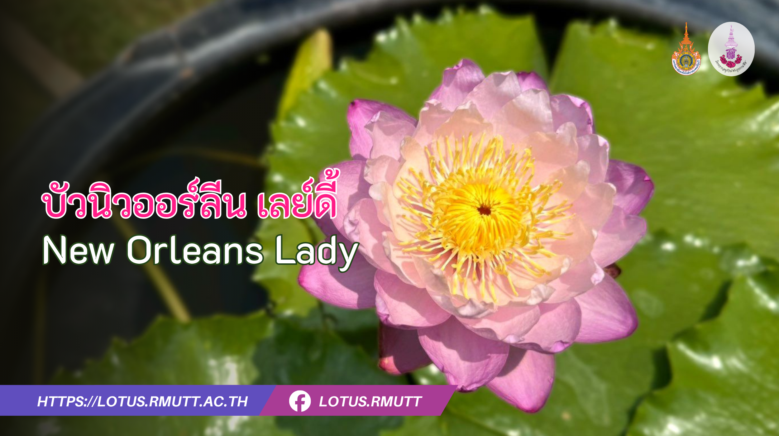 บัวนิวออร์ลีน เลย์ดี้