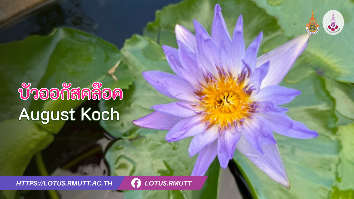 บัวออกัสคล๊อค