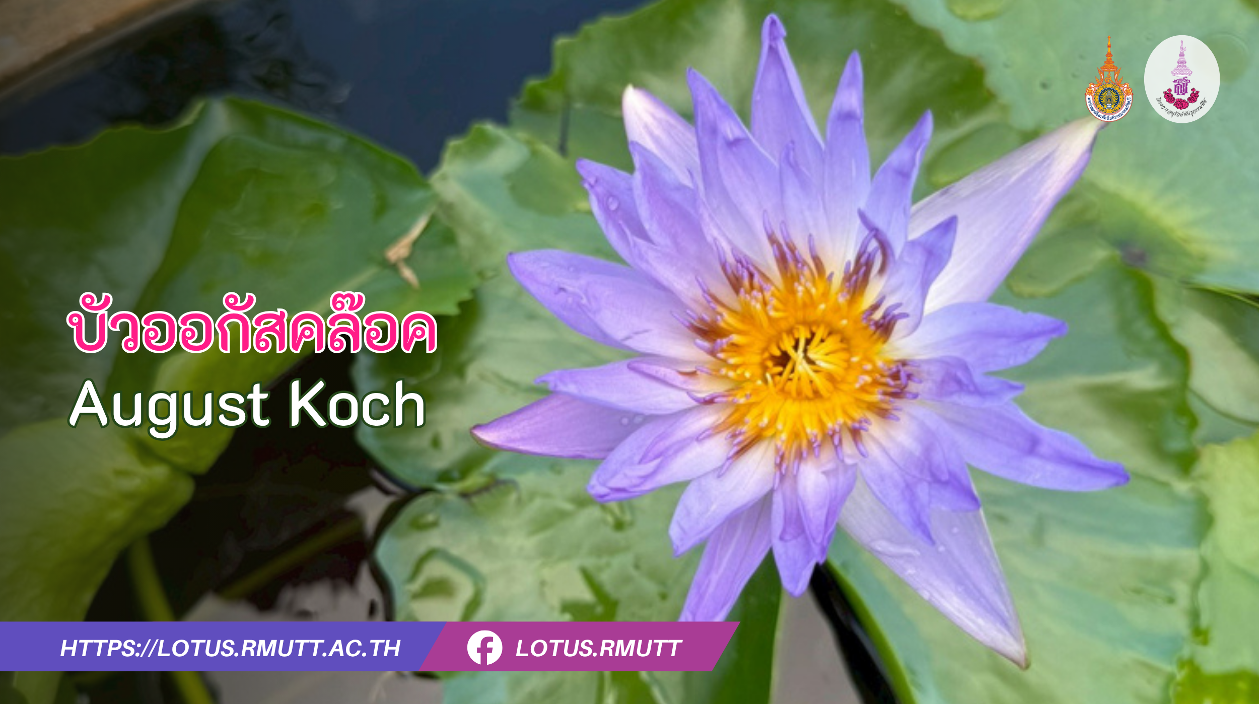 บัวออกัสคล๊อค