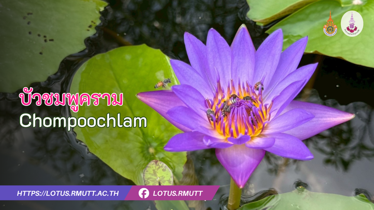 บัวชมพูคราม