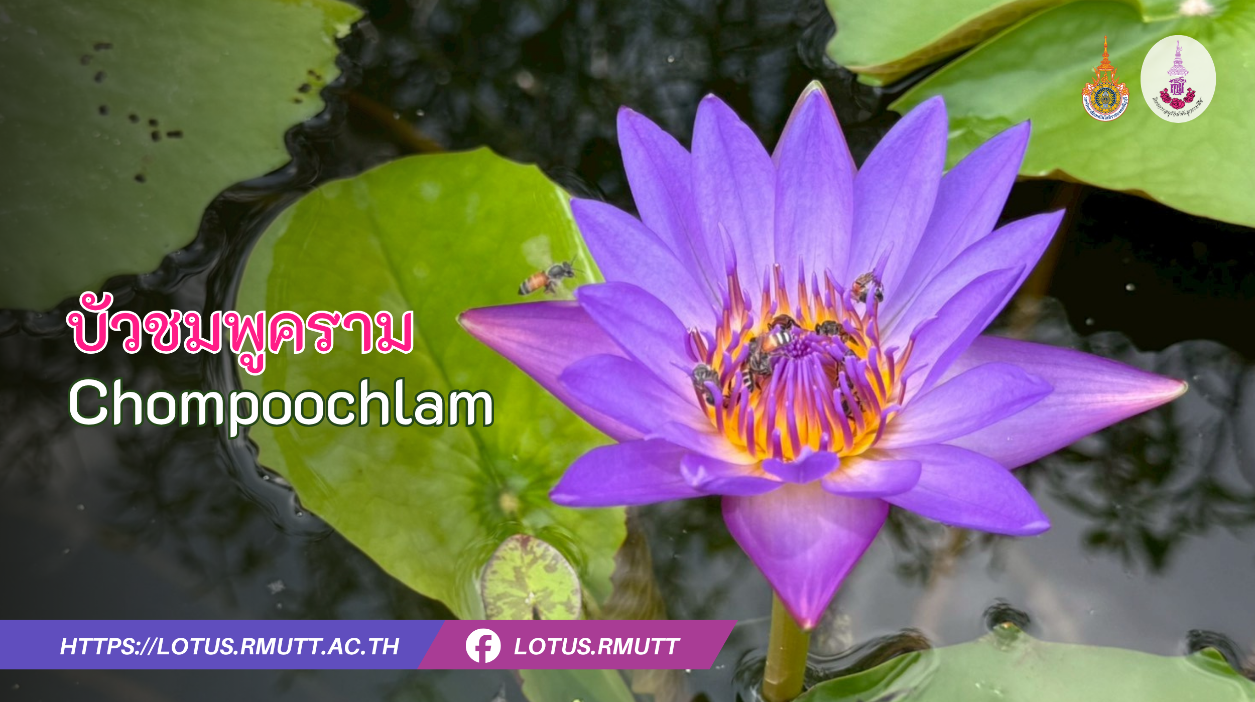 บัวชมพูคราม