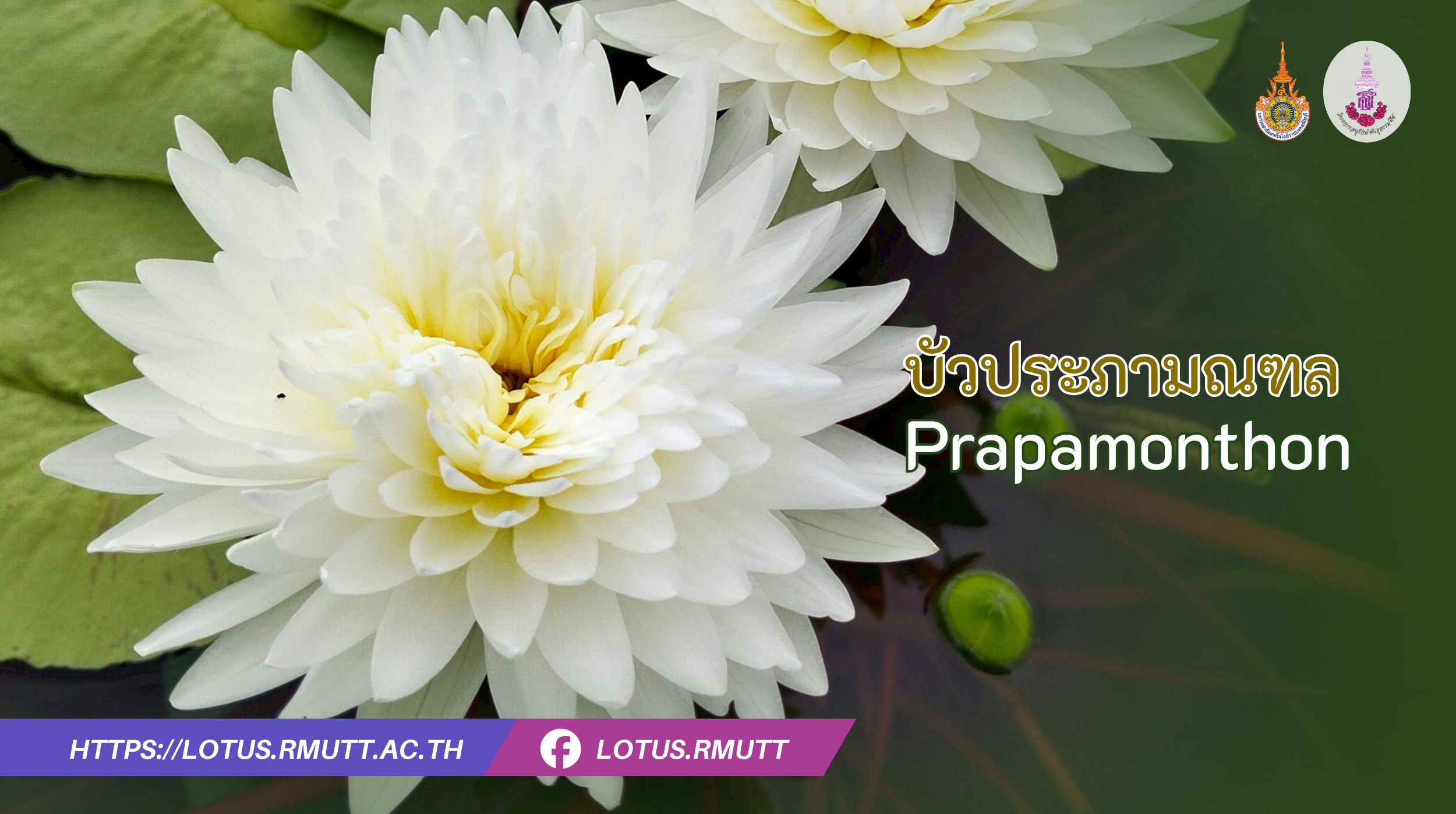 บัวประภามณฑล