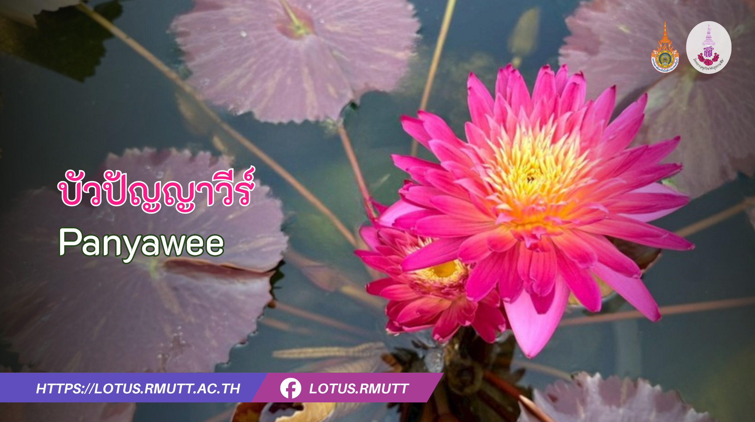 บัวปัญญาวีร์