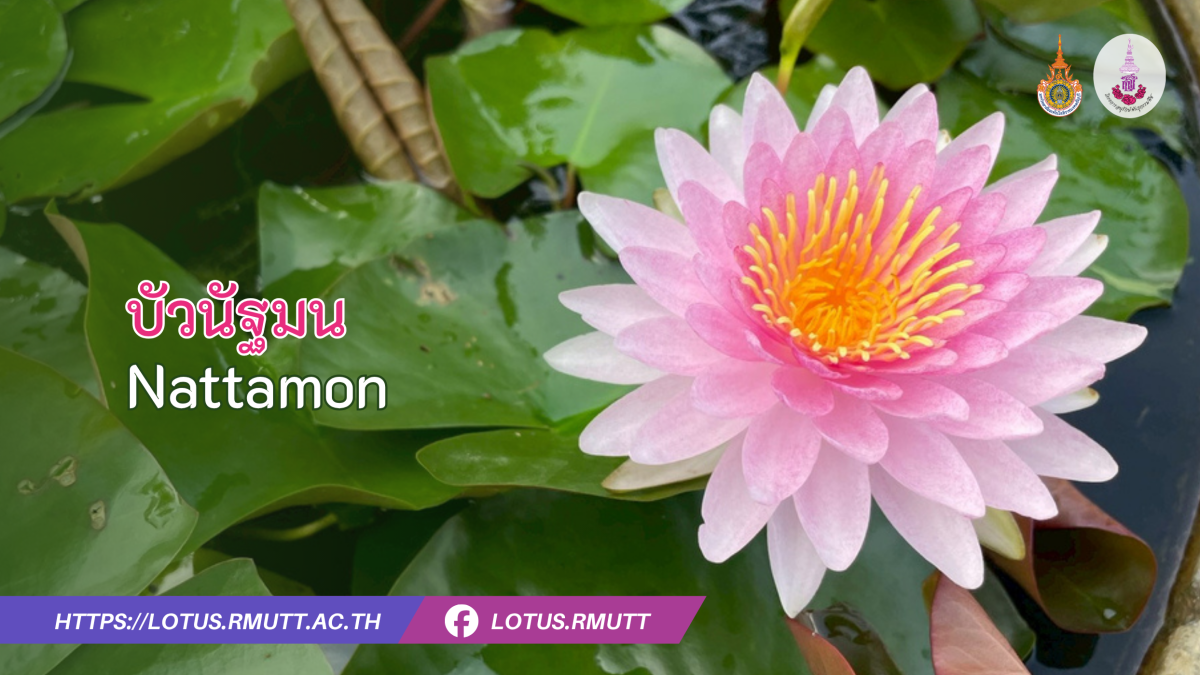 บัวนัฐมน