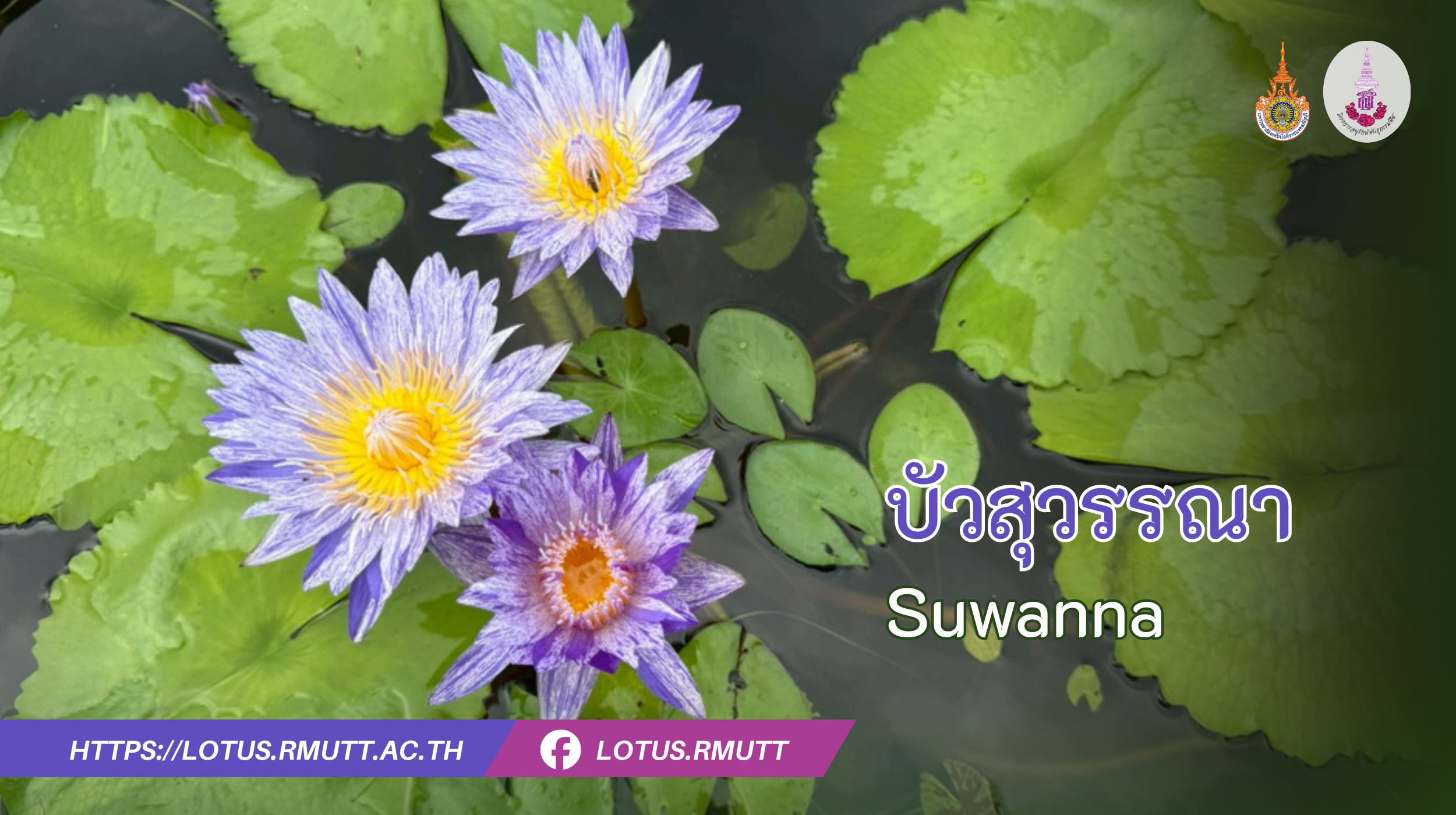 บัวสุวรรณา