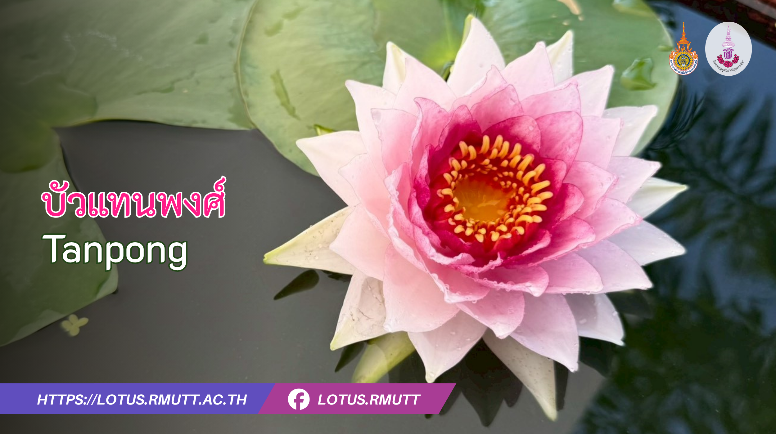 บัวแทนพงศ์