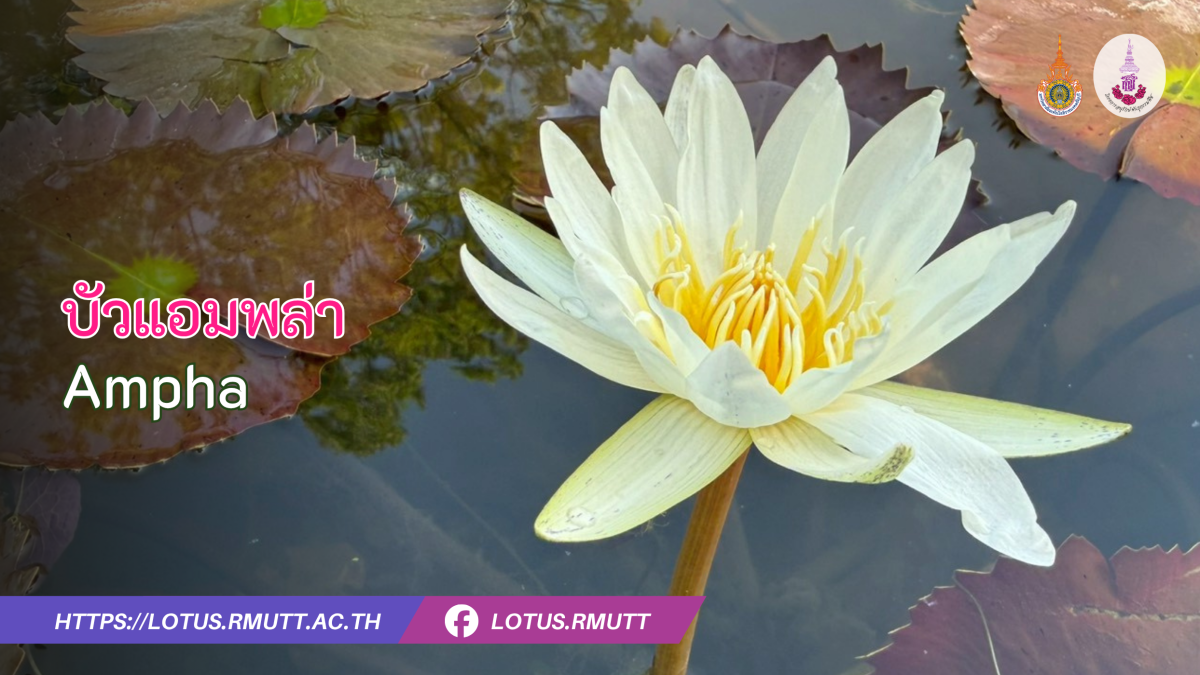 บัวแอมพล่า