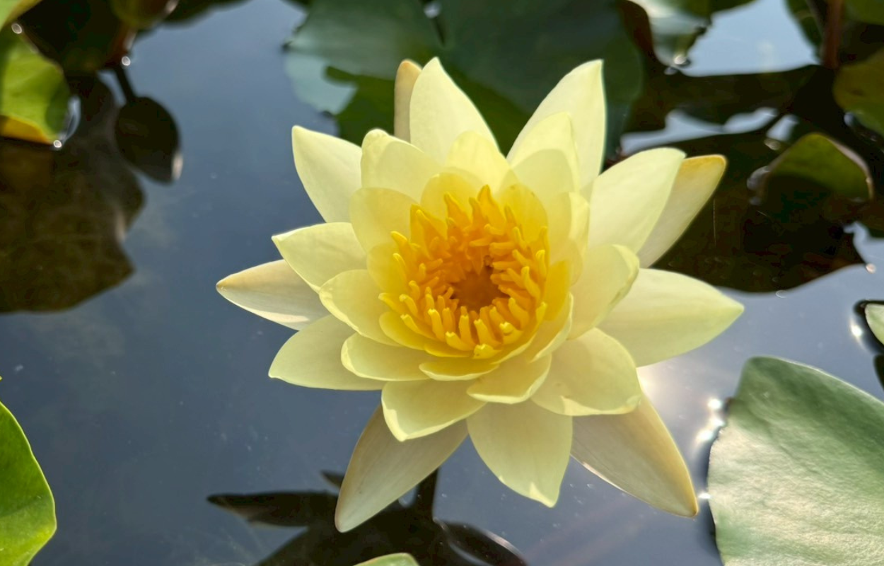 บัวคอมมานเช่ , จำปาห้าสี