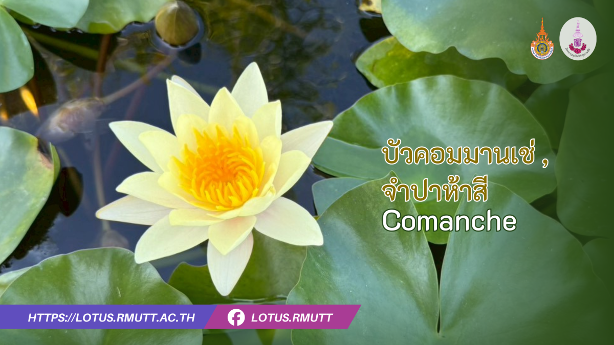 บัวคอมมานเช่ , จำปาห้าสี