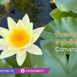 บัวคอมมานเช่ , จำปาห้าสี