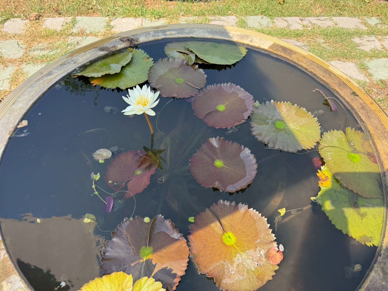 บัวแอมพล่า