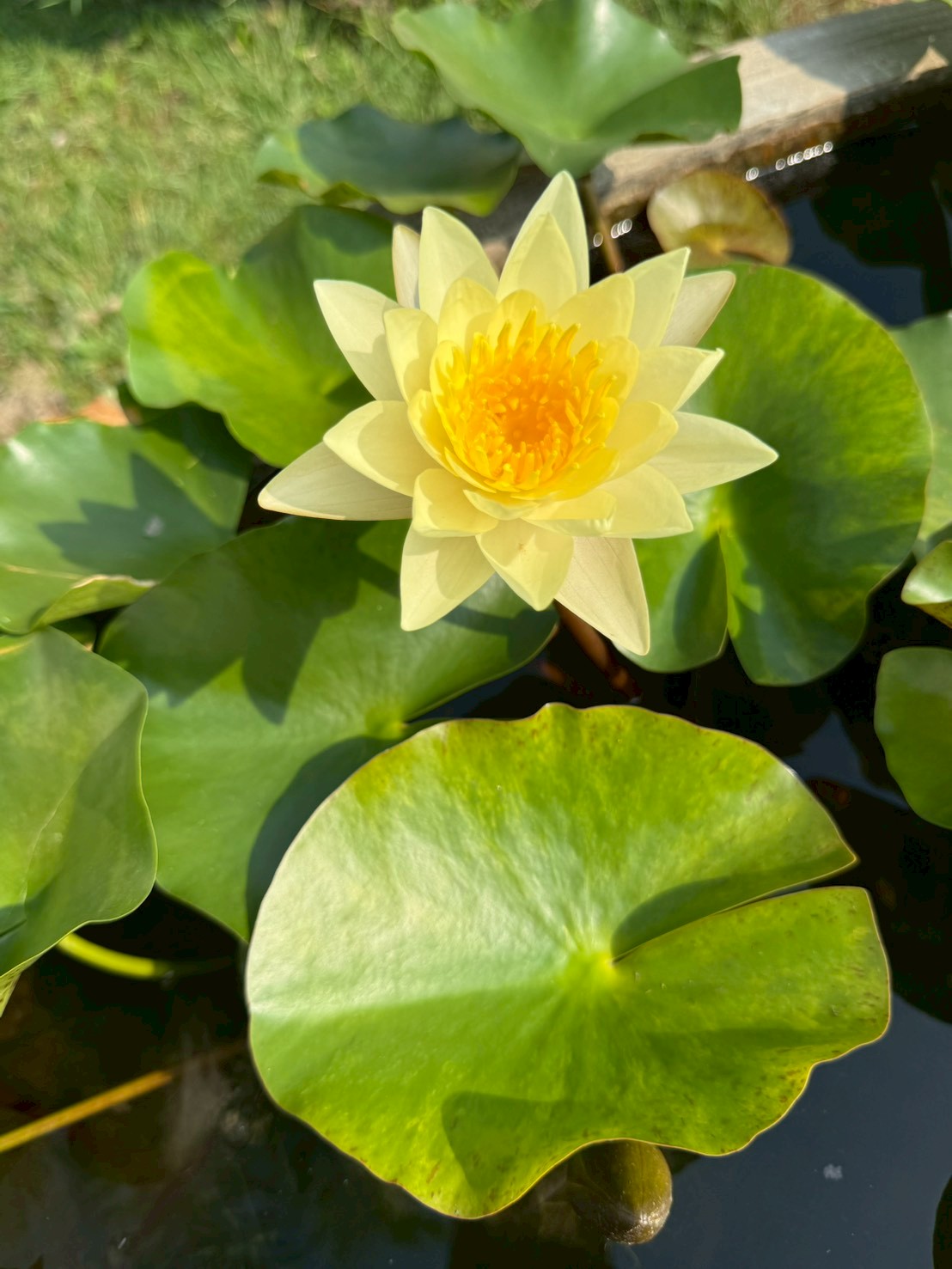 บัวคอมมานเช่ , จำปาห้าสี