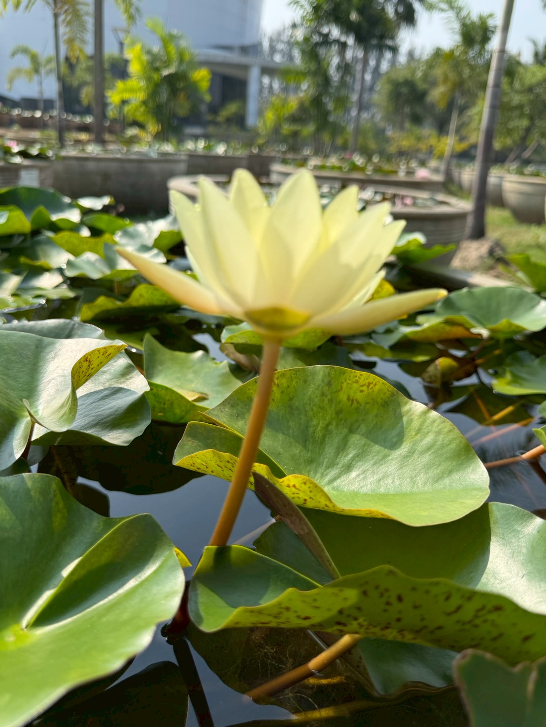บัวคอมมานเช่ , จำปาห้าสี