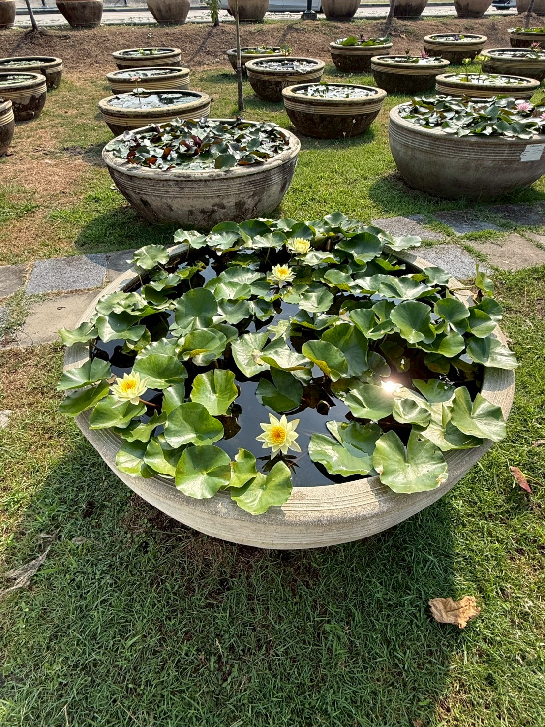 บัวคอมมานเช่ , จำปาห้าสี