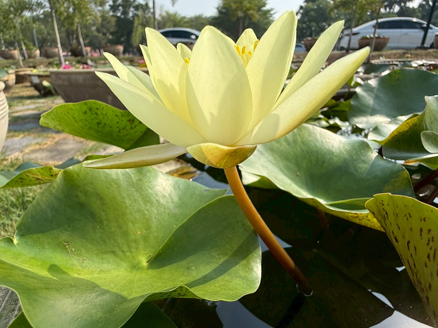 บัวคอมมานเช่ , จำปาห้าสี