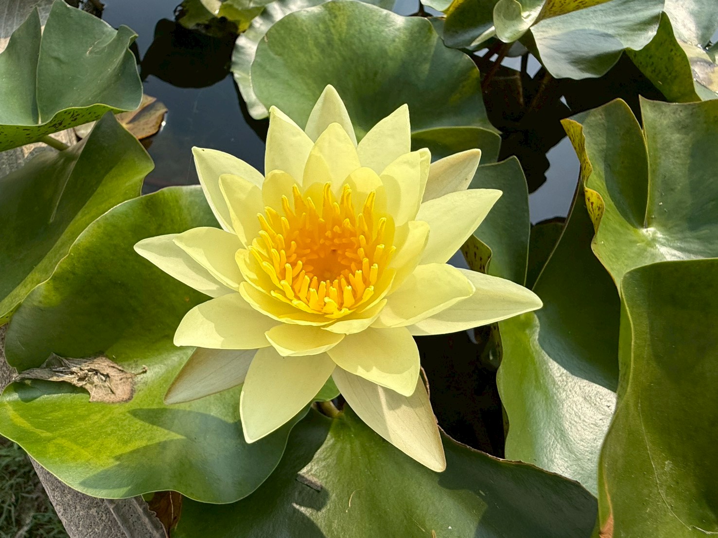 บัวคอมมานเช่ , จำปาห้าสี