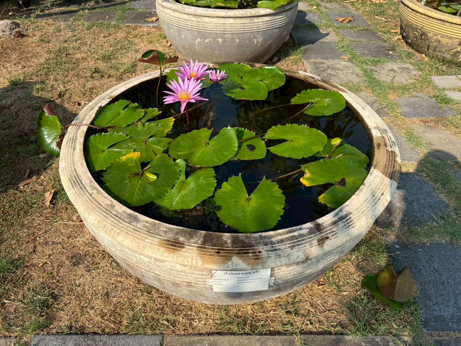 บัวอิสลามอราด้า