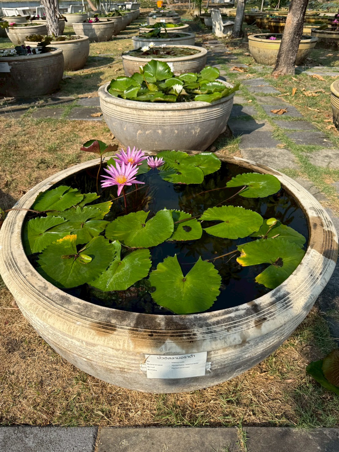บัวอิสลามอราด้า