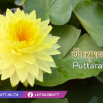 บัวพุทธรักษา