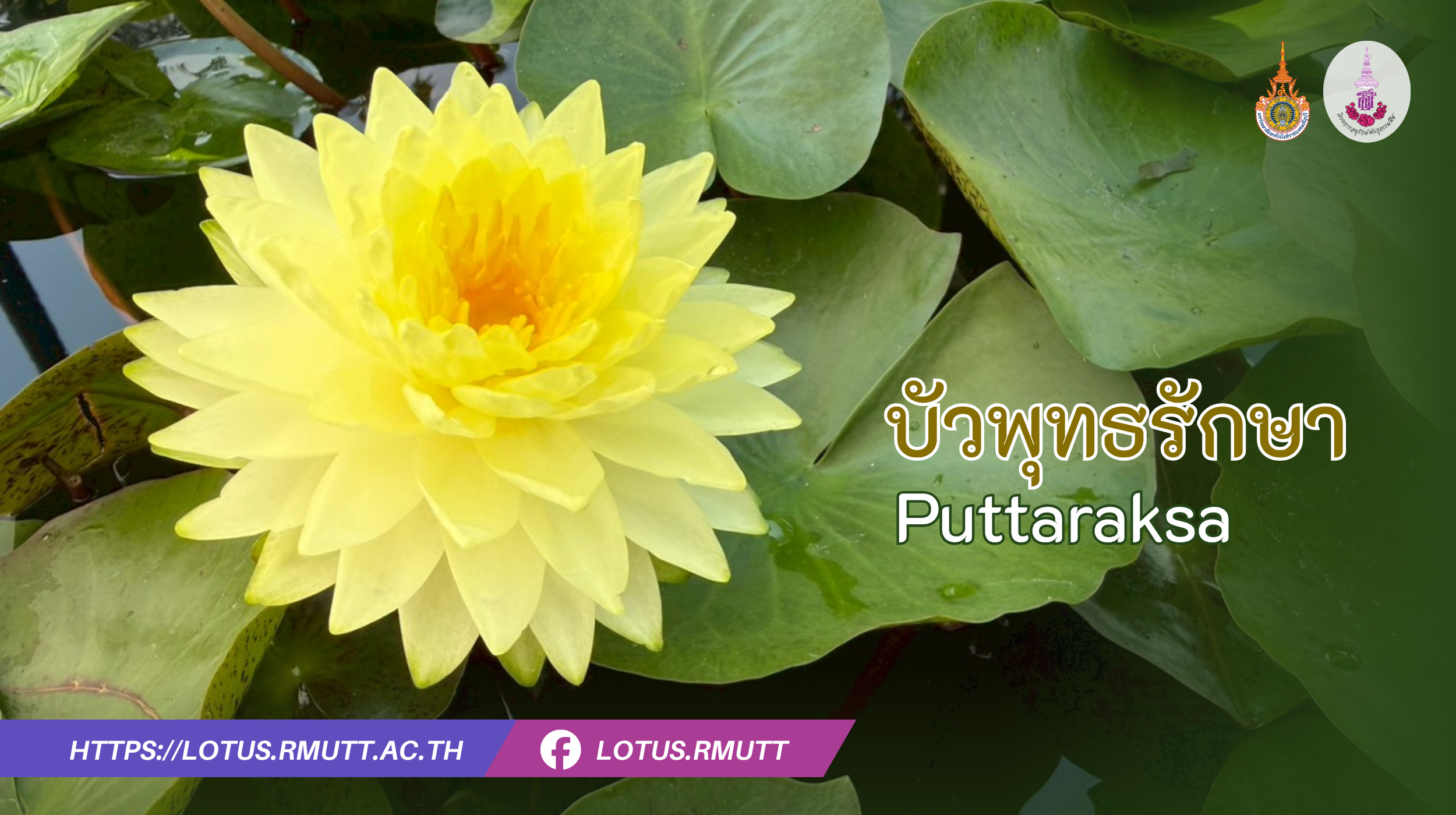 บัวพุทธรักษา