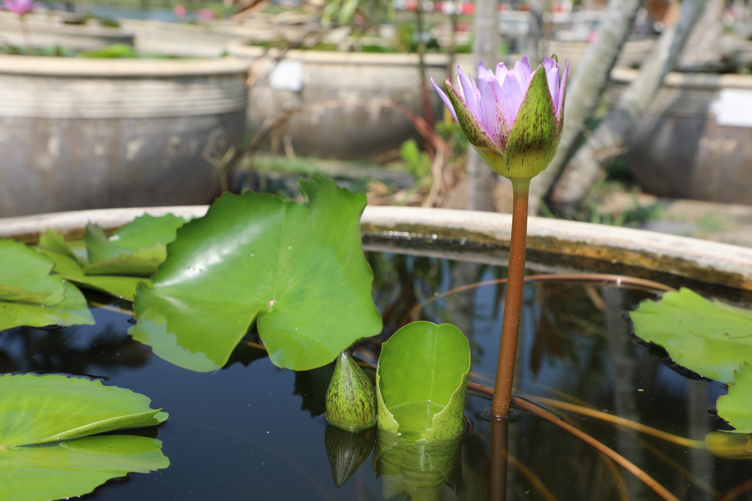 บัวปานามาแปซิฟิก