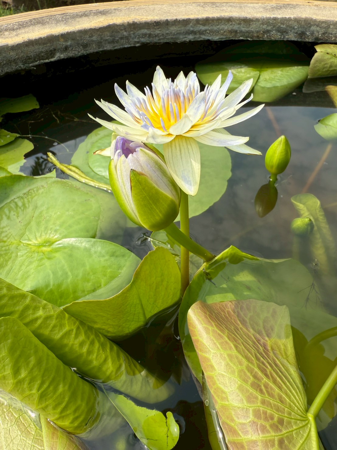 บัวปลายฟ้า