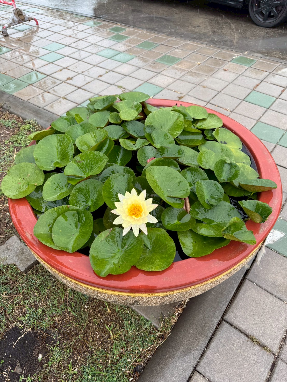 บัวมังคลอุบล