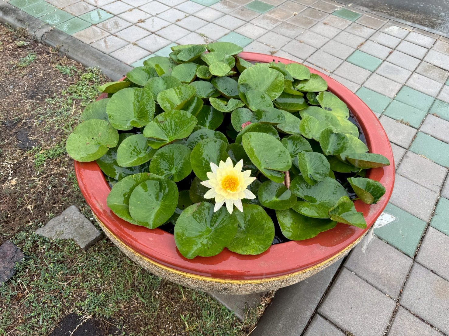 บัวมังคลอุบล