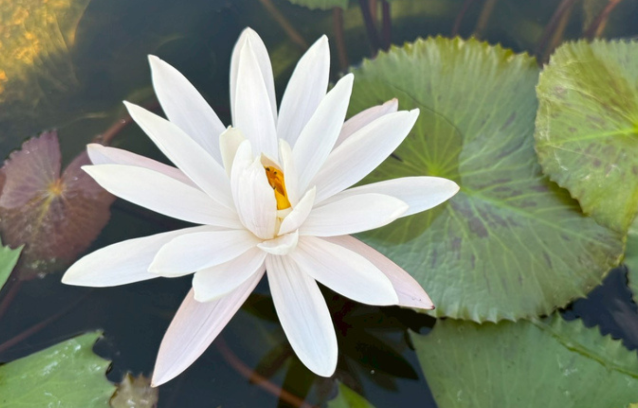 บัวชมพูซีลอน