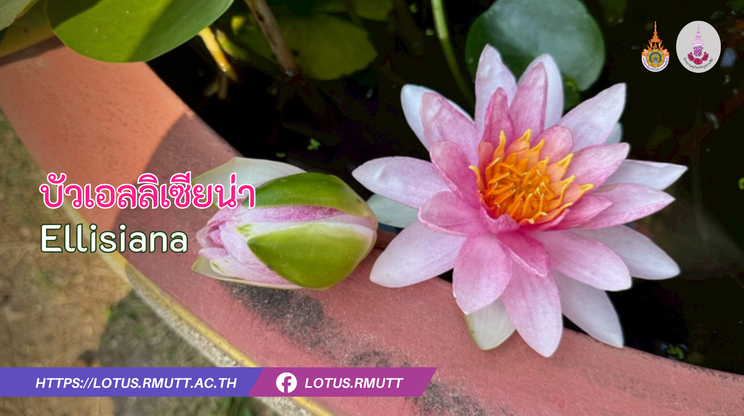 บัวเอลลิเซียน่า