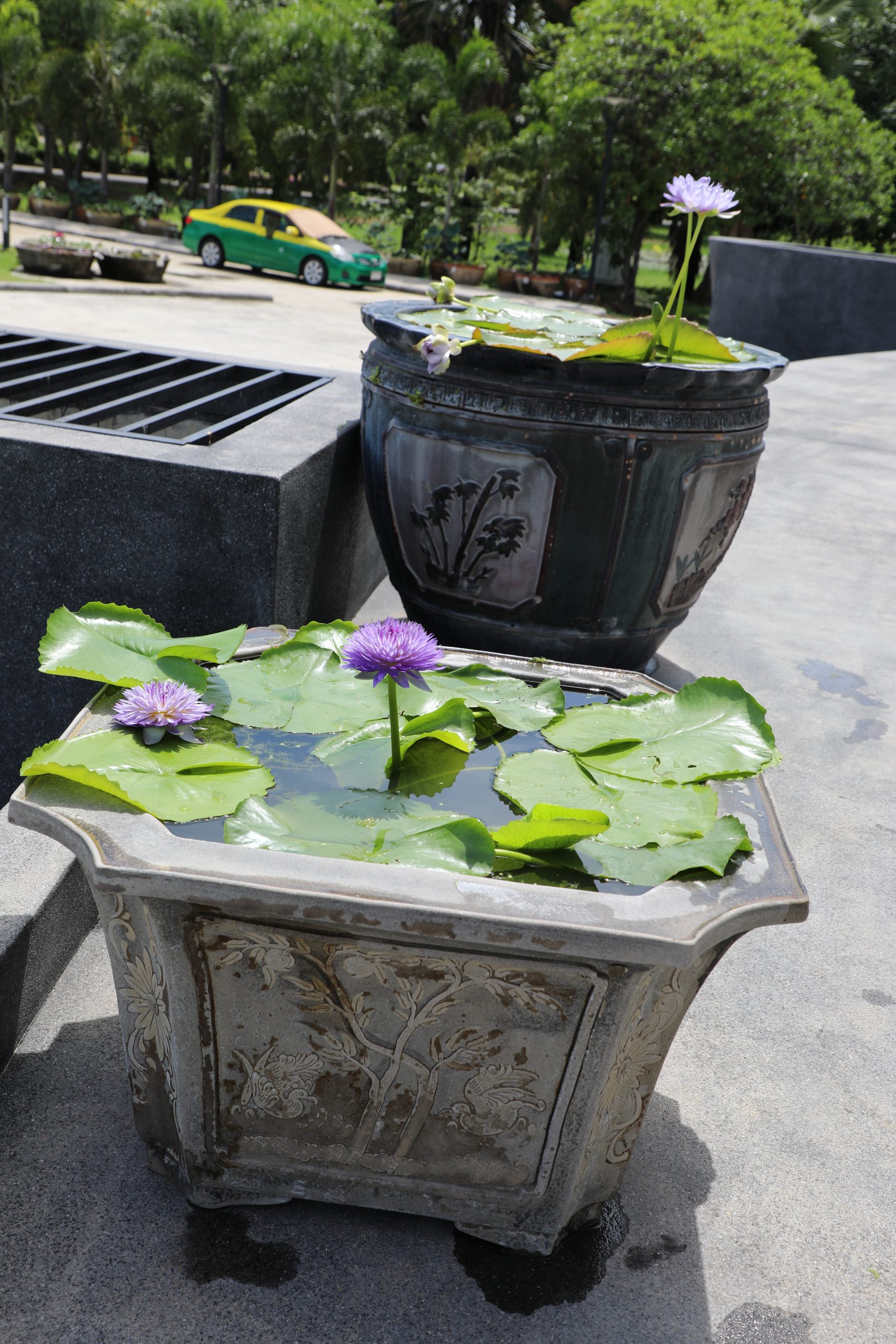 บัวมายาพลอย