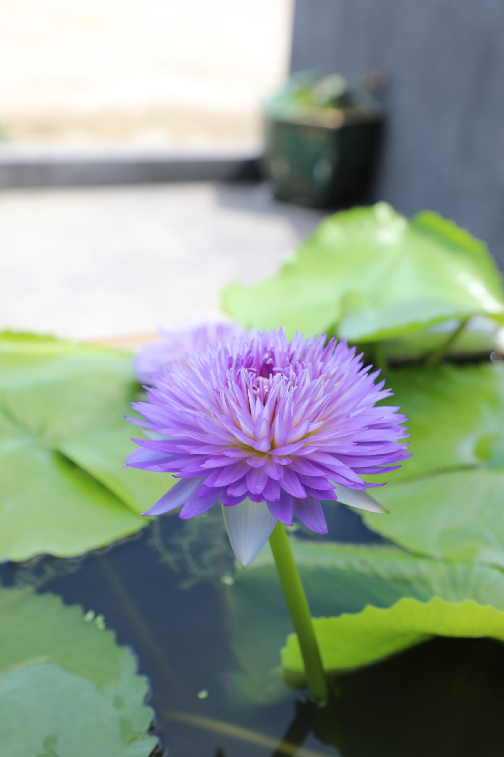 บัวมายาพลอย