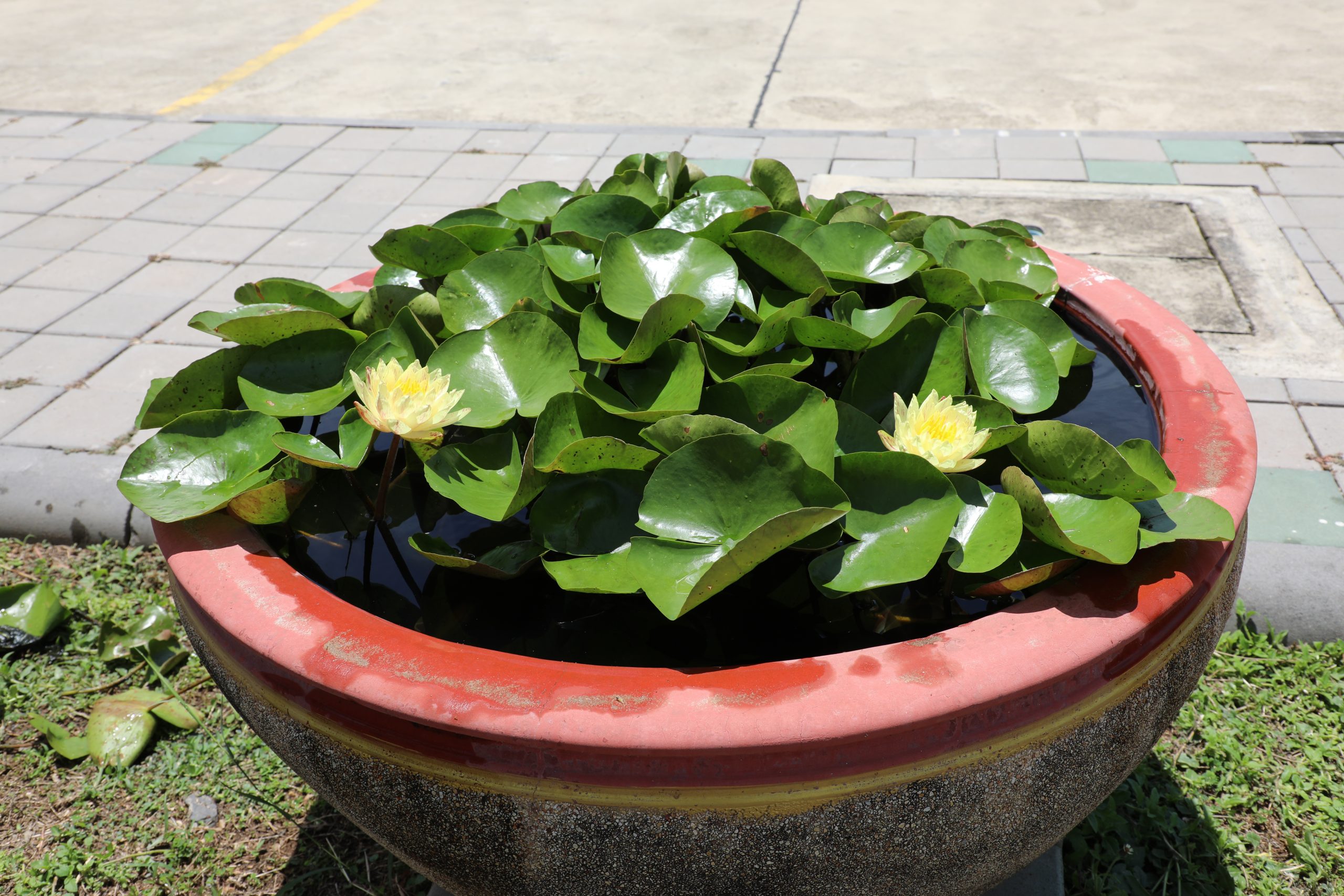 บัวปารณีย์