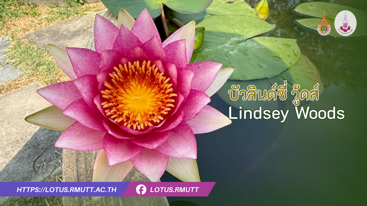 บัวลินด์ซี่ วู้ดส์ หรือ ลินเซย์ วู้ดส์