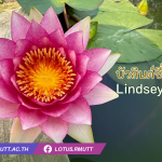 บัวลินด์ซี่ วู้ดส์ หรือ ลินเซย์ วู้ดส์