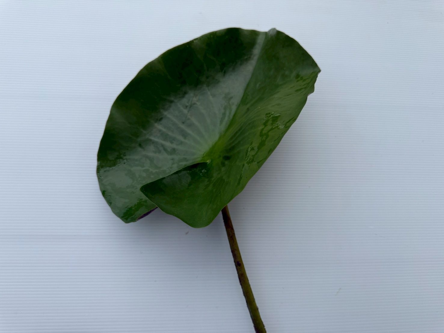 บัวซันไลท์