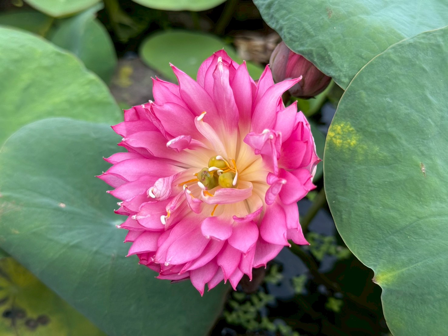 บัวหลวงเหลียงลี่