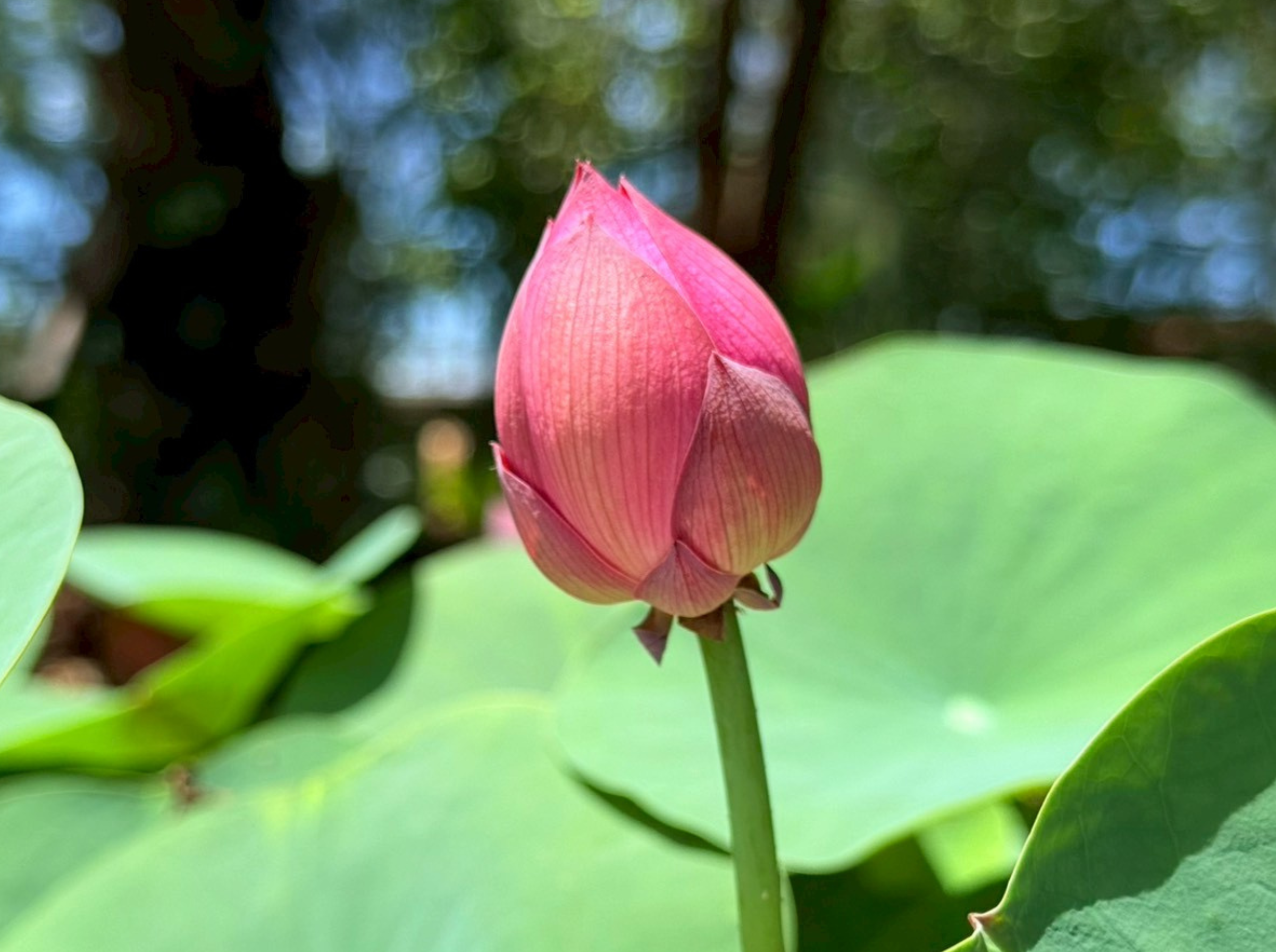 บัวหลวงเหลียงลี่