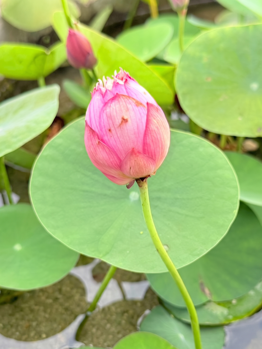 บัวหลวงเหลียงลี่