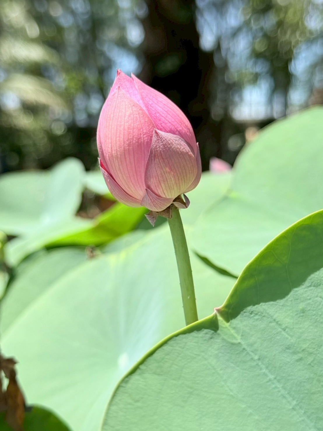 บัวหลวงเหลียงลี่