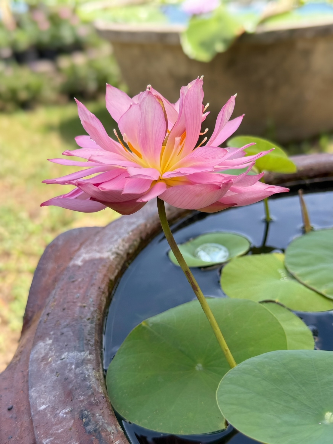 บัวหลวงเหลียงลี่