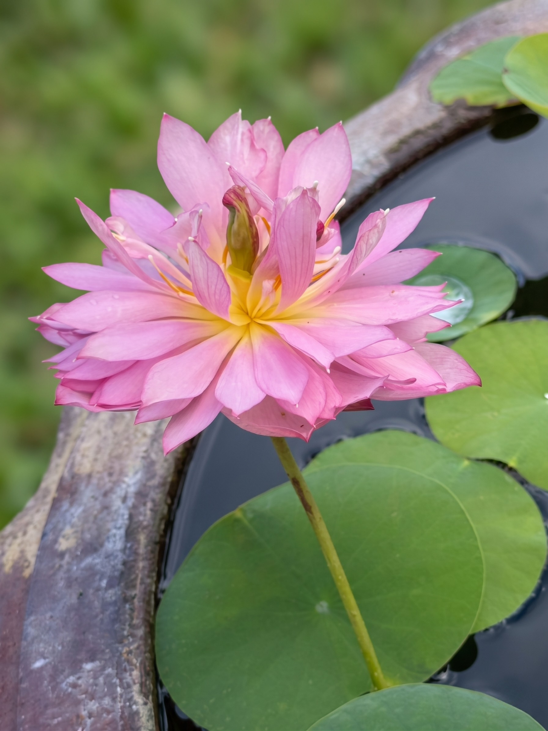 บัวหลวงเหลียงลี่