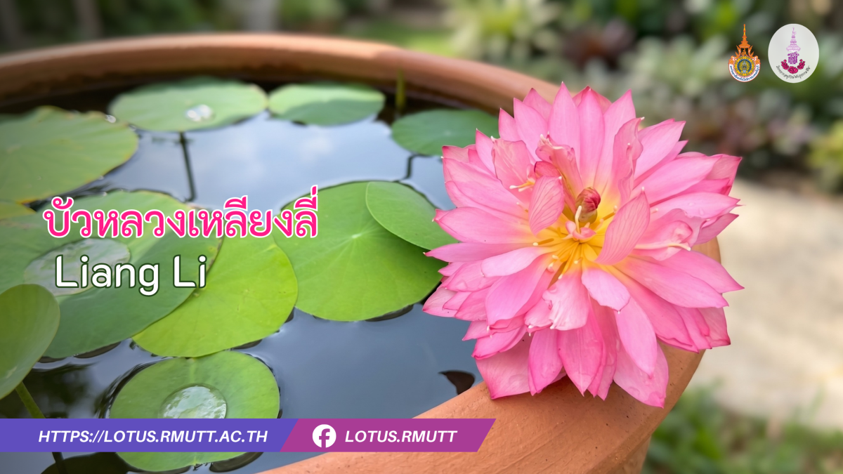 บัวหลวงเหลียงลี่